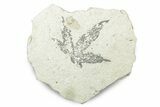 Miocene Maple Leaf (Acer) Fossil - Murat, France #254019-1
